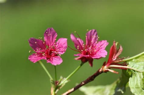 櫻花樹幹|山櫻花，揭開春序幕(農業部全球資訊網)